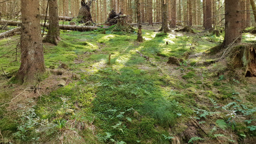 Heilklima Altenau Harz